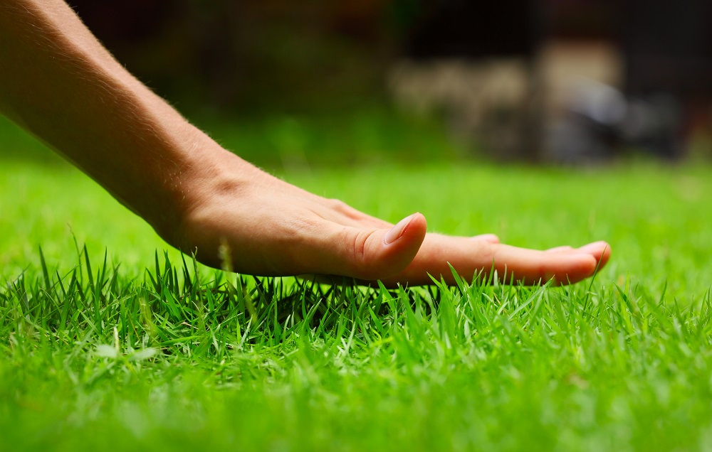 Hand above green fresh grass